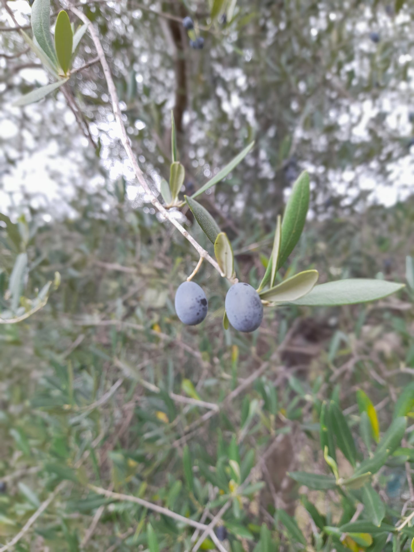 Olio EVO 100% ITALIANO Monocultivar Taggiasco In Tanica NON FILTRATO