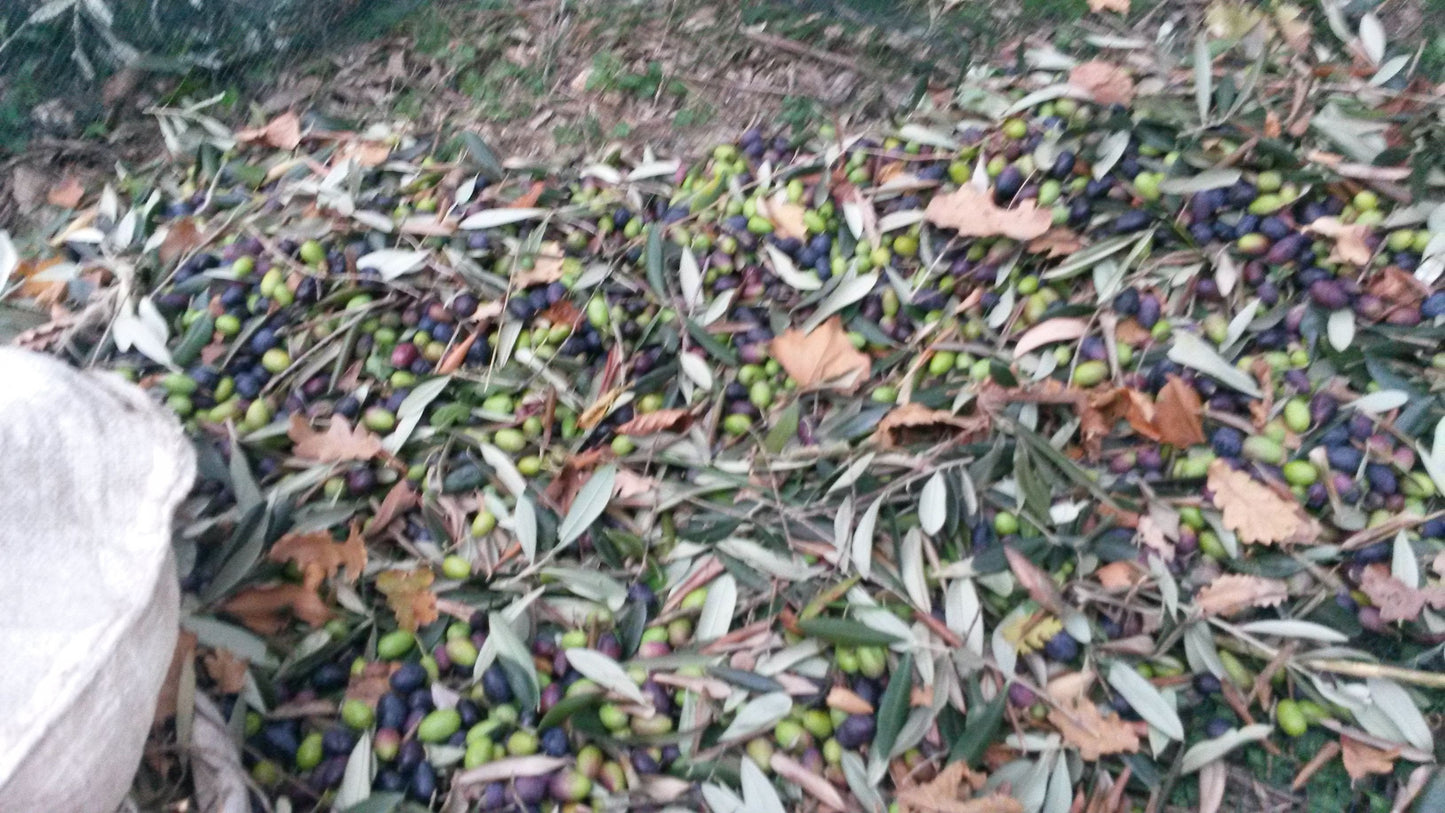 Olio EVO 100% ITALIANO Monocultivar Taggiasco In Tanica NON FILTRATO