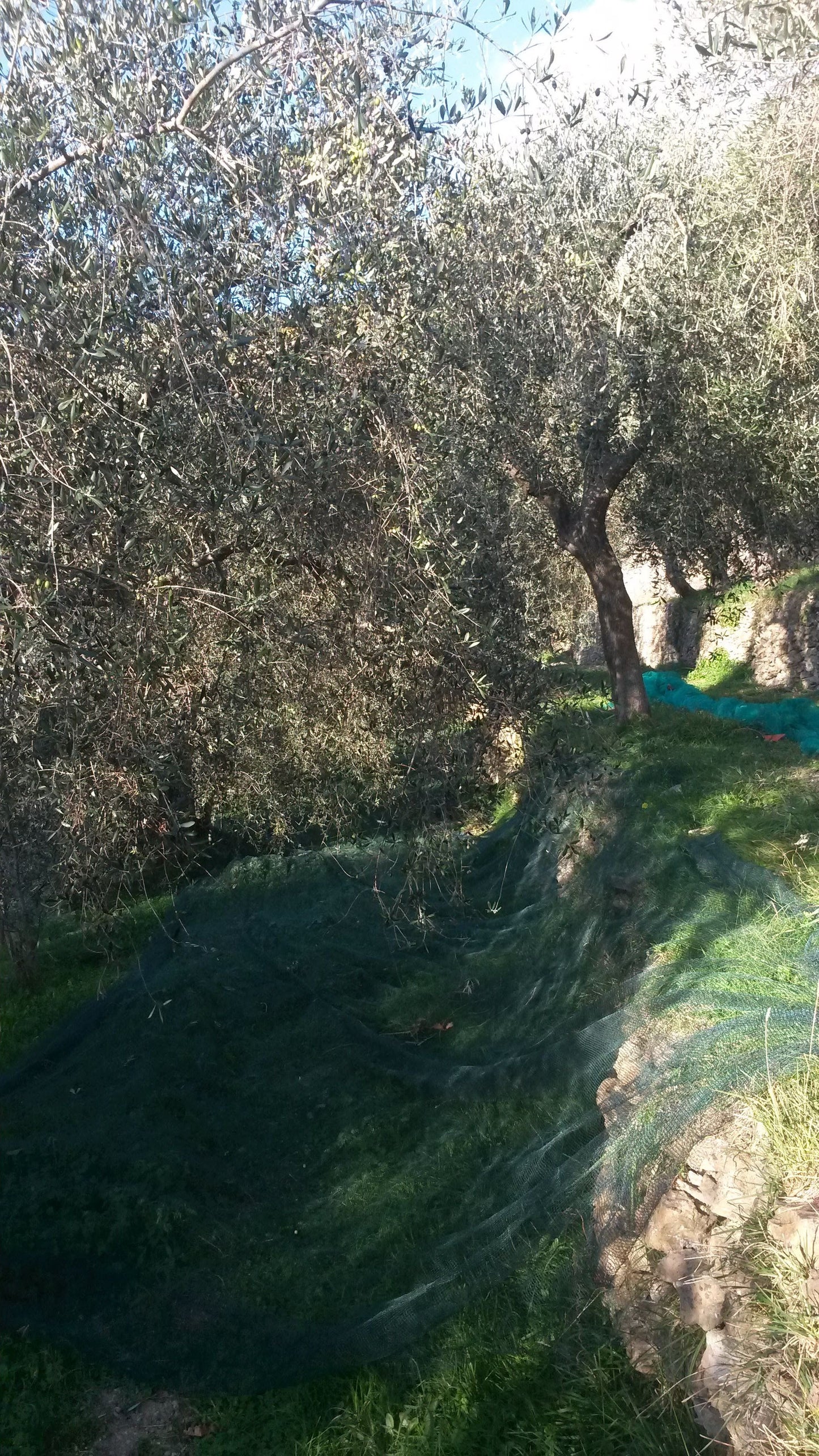 Olio EVO 100% ITALIANO Monocultivar Taggiasco In Tanica NON FILTRATO