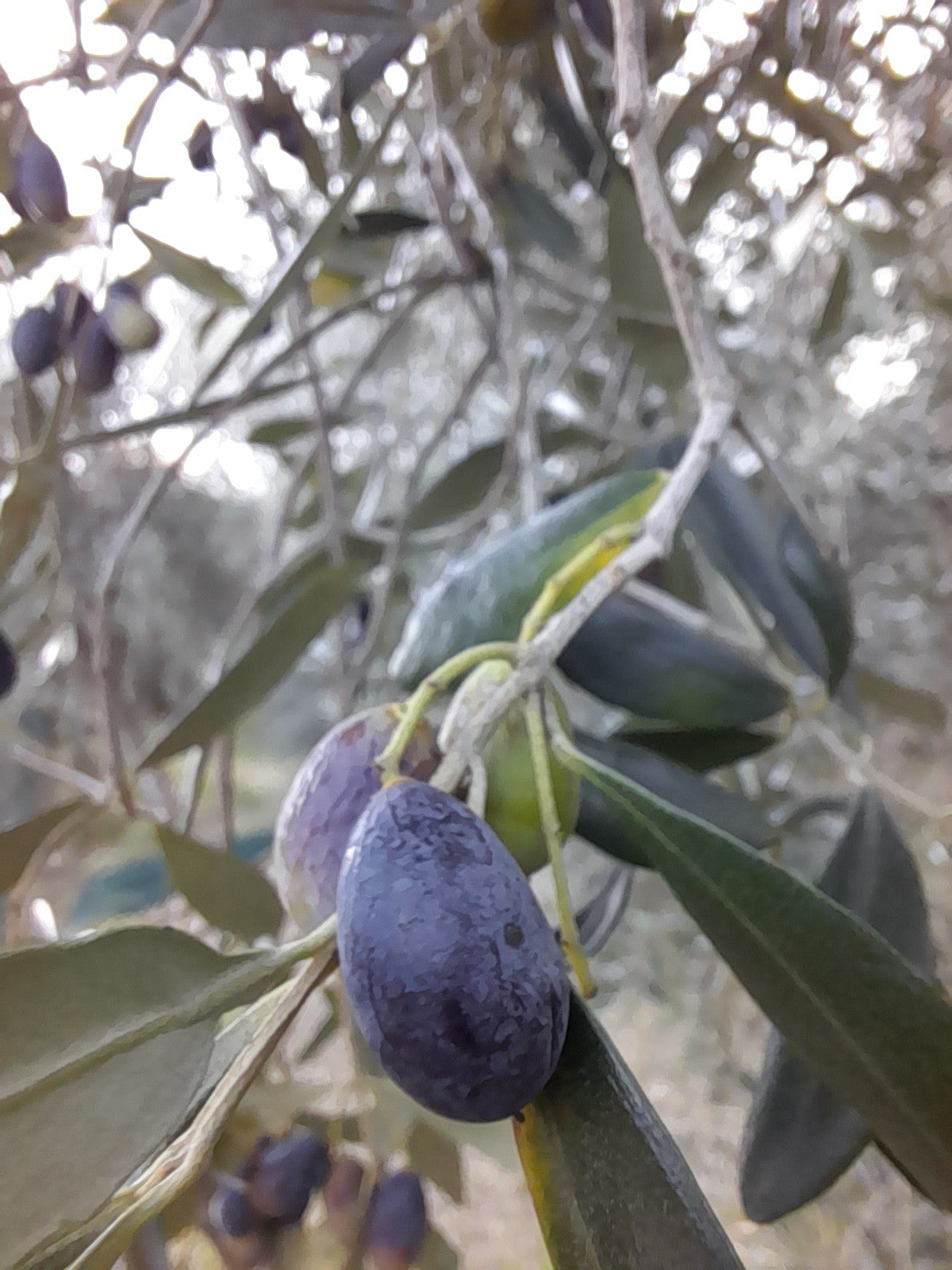 Olio EVO 100% ITALIANO Monocultivar Taggiasco In Tanica NON FILTRATO